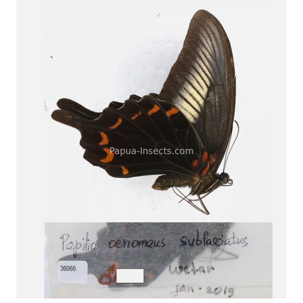 Papilio sp. Papilionidae from different islads of Indonesia