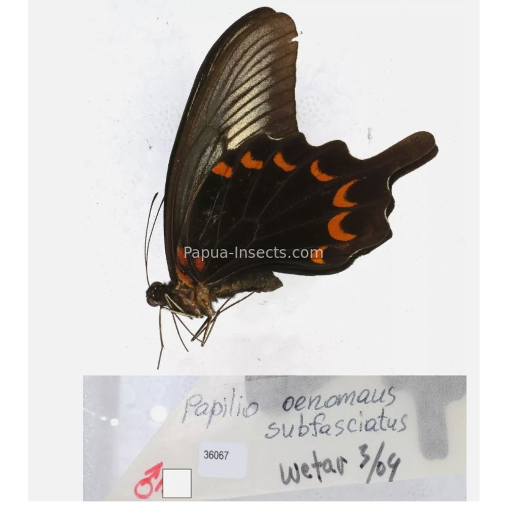 Papilio sp. Papilionidae from different islads of Indonesia