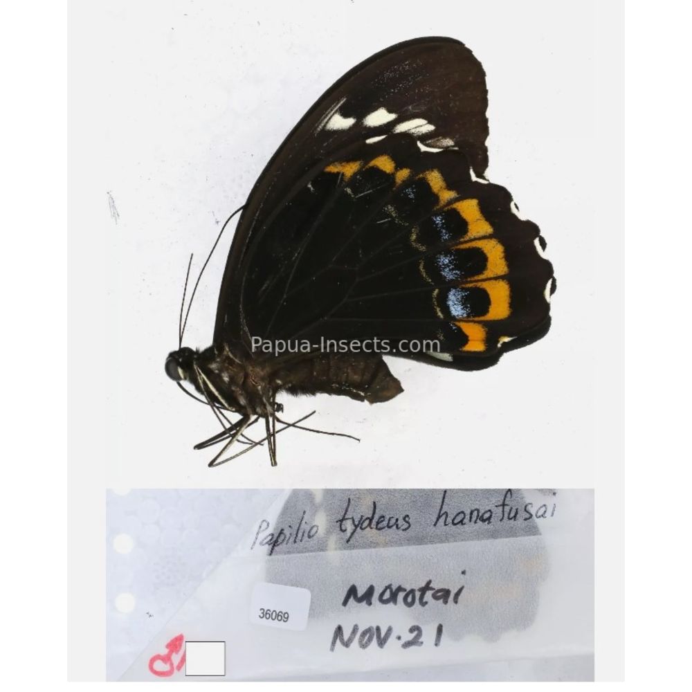 Papilio sp. Papilionidae from different islads of Indonesia