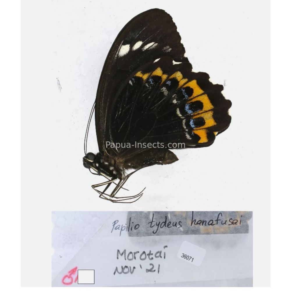 Papilio sp. Papilionidae from different islads of Indonesia