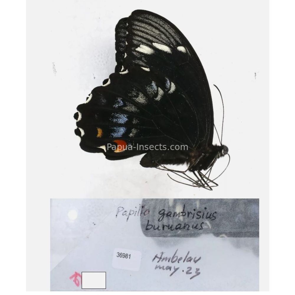 Papilio sp. Papilionidae from different islads of Indonesia