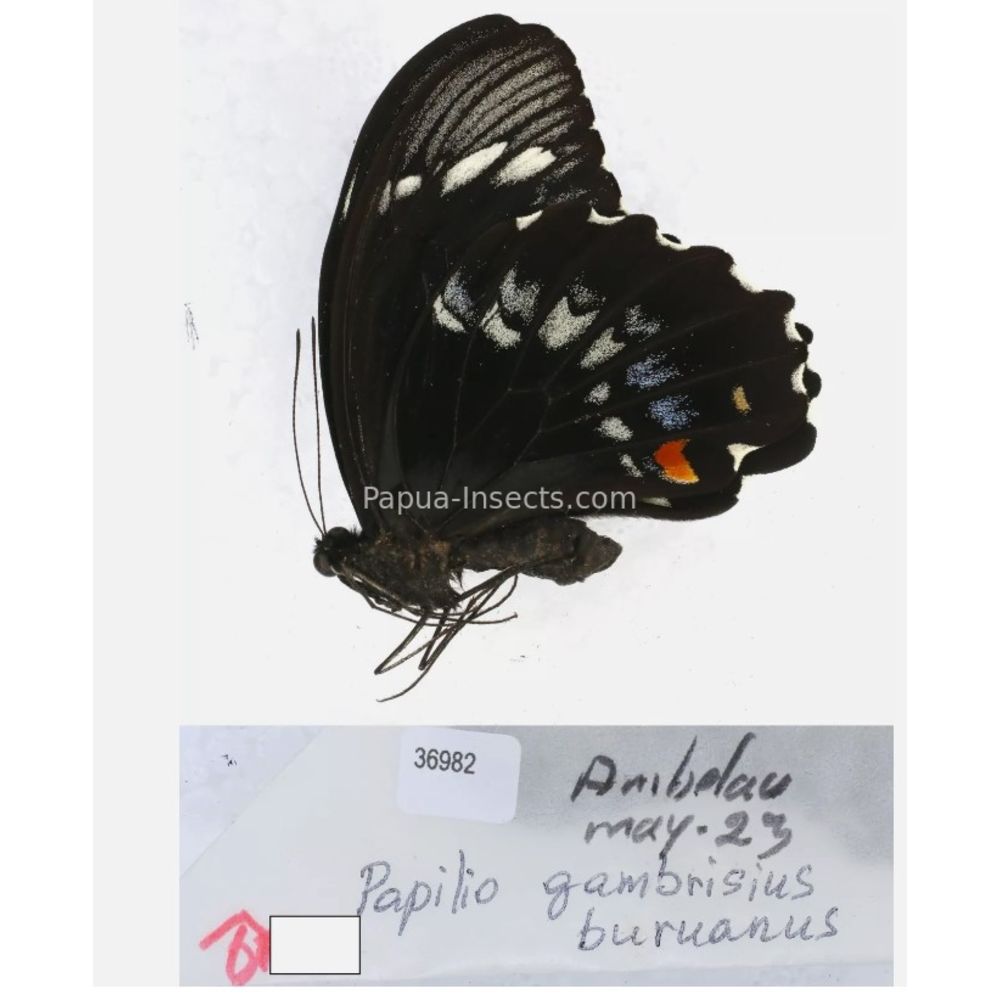 Papilio sp. Papilionidae from different islads of Indonesia