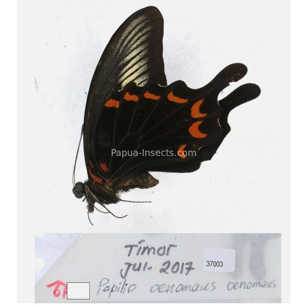 Papilio sp. Papilionidae from different islads of Indonesia