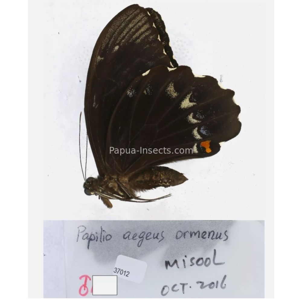 Papilio sp. Papilionidae from different islads of Indonesia