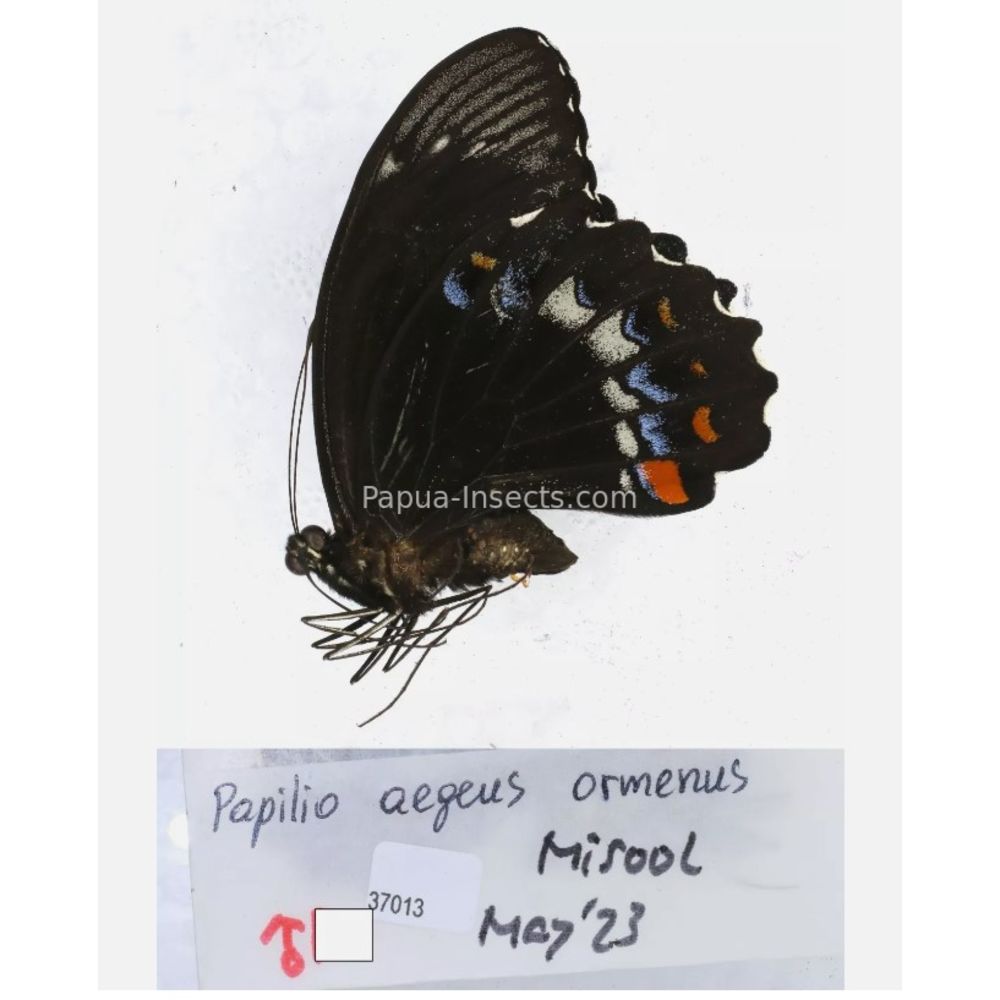 Papilio sp. Papilionidae from different islads of Indonesia