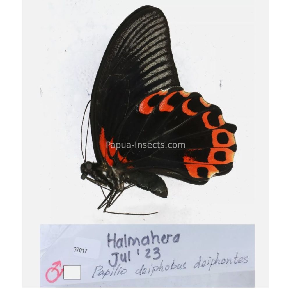 Papilio sp. Papilionidae from different islads of Indonesia