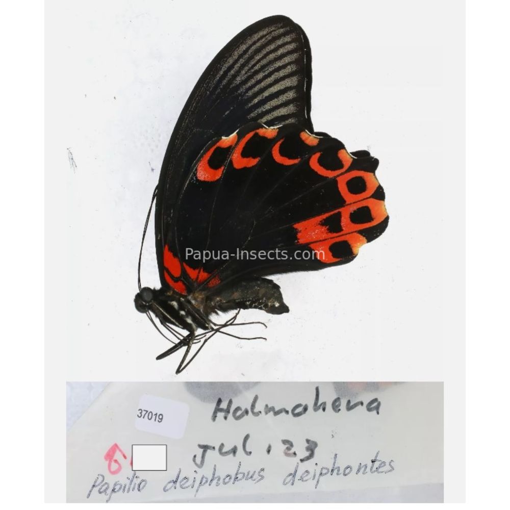 Papilio sp. Papilionidae from different islads of Indonesia