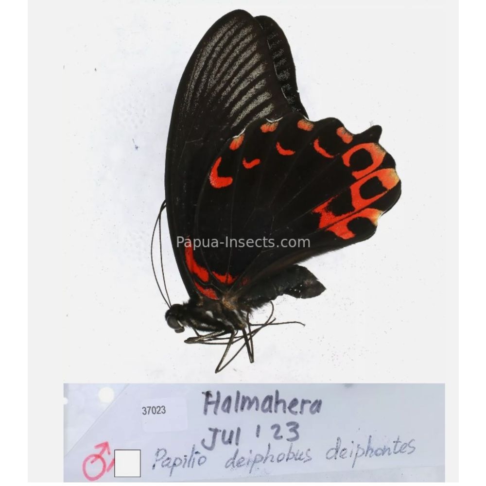 Papilio sp. Papilionidae from different islads of Indonesia