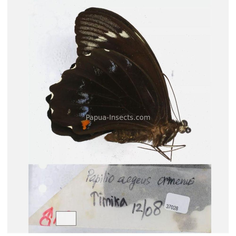 Papilio sp. Papilionidae from different islads of Indonesia