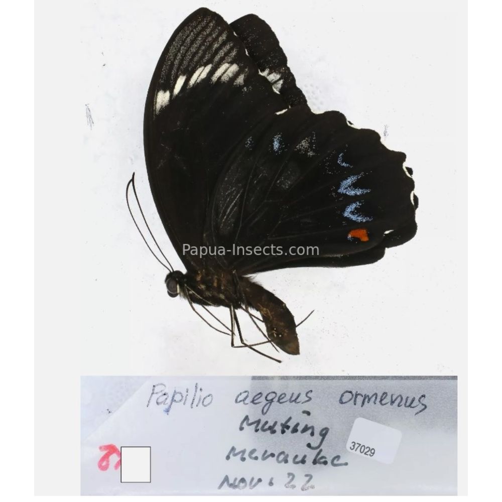 Papilio sp. Papilionidae from different islads of Indonesia