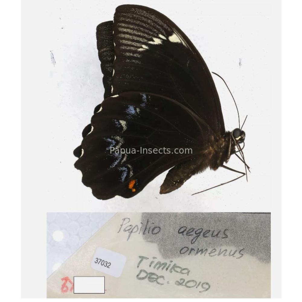 Papilio sp. Papilionidae from different islads of Indonesia