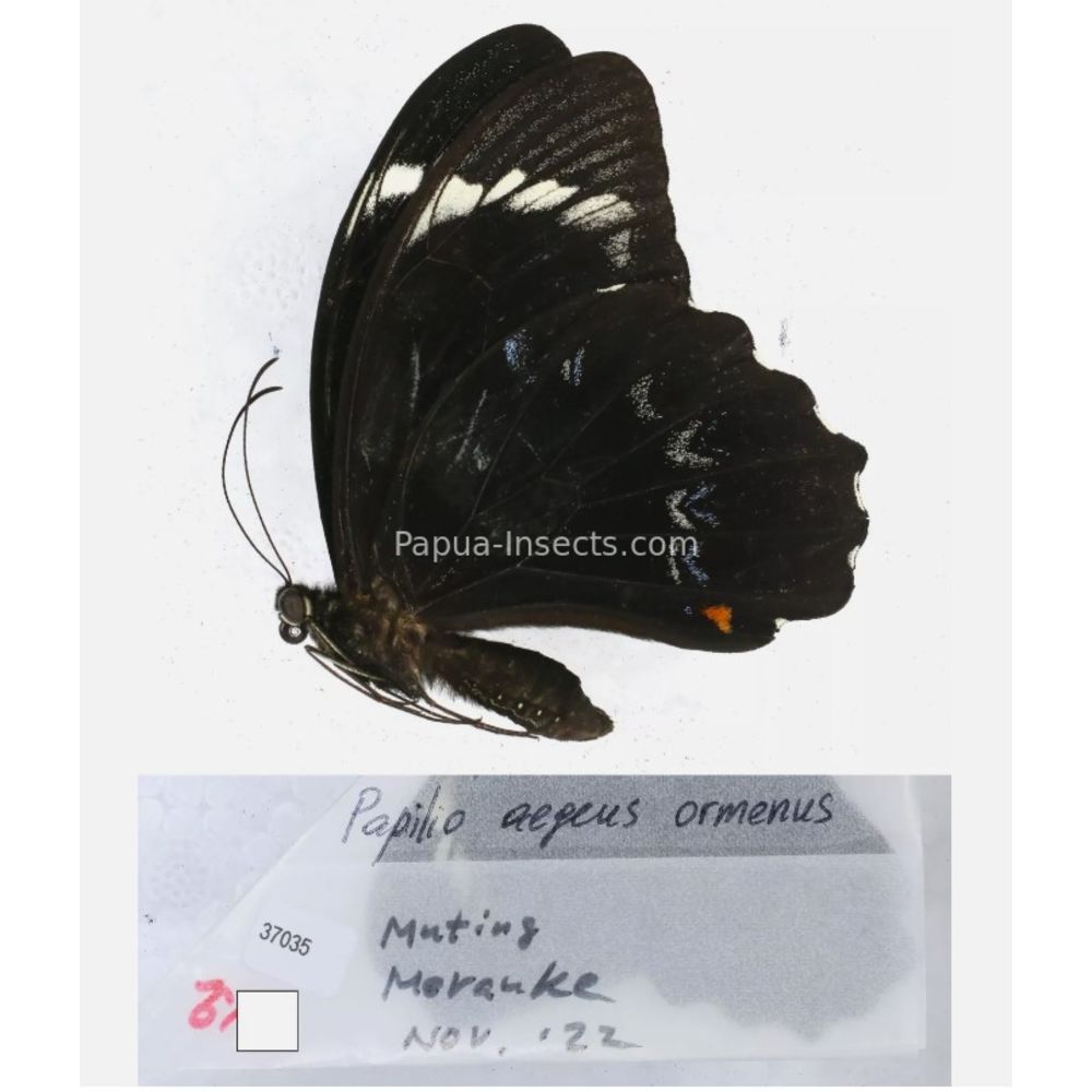 Papilio sp. Papilionidae from different islads of Indonesia