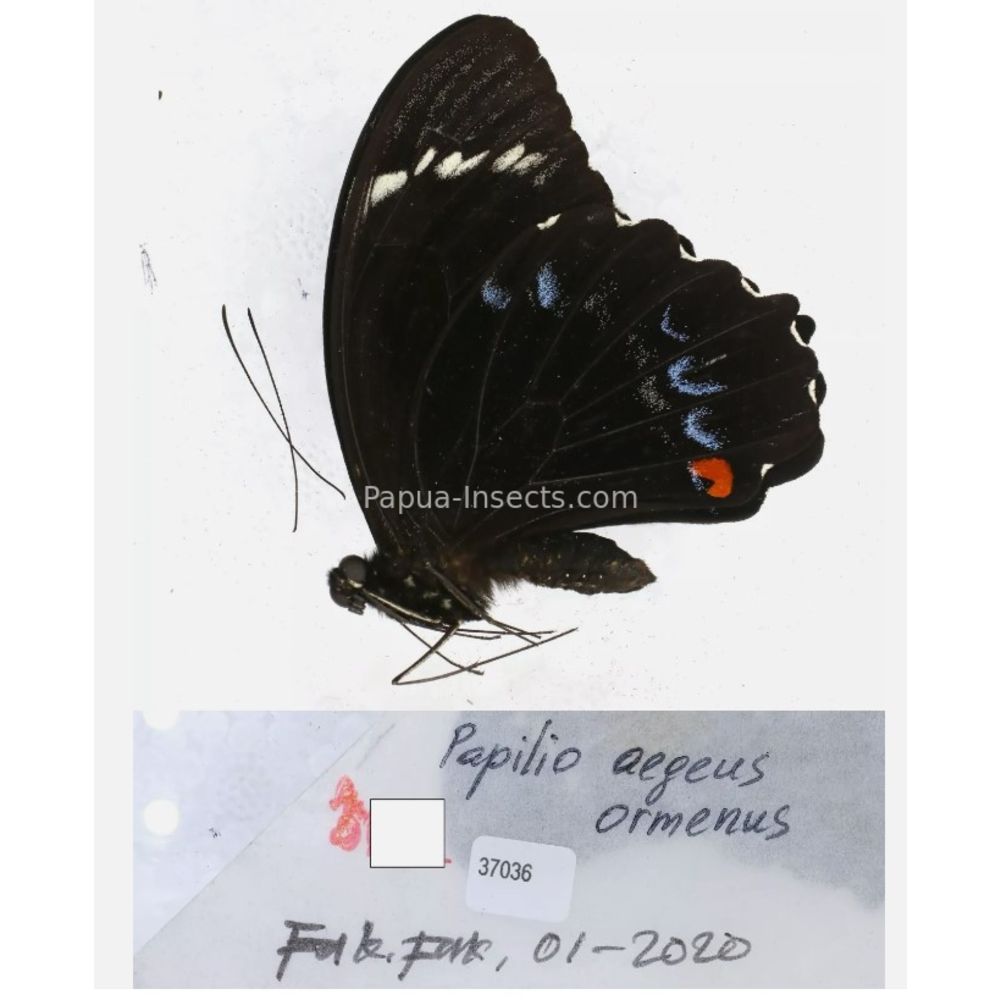 Papilio sp. Papilionidae from different islads of Indonesia