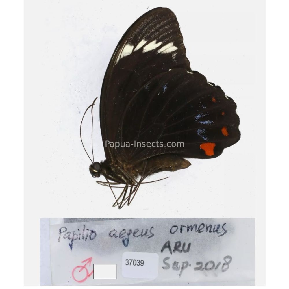 Papilio sp. Papilionidae from different islads of Indonesia