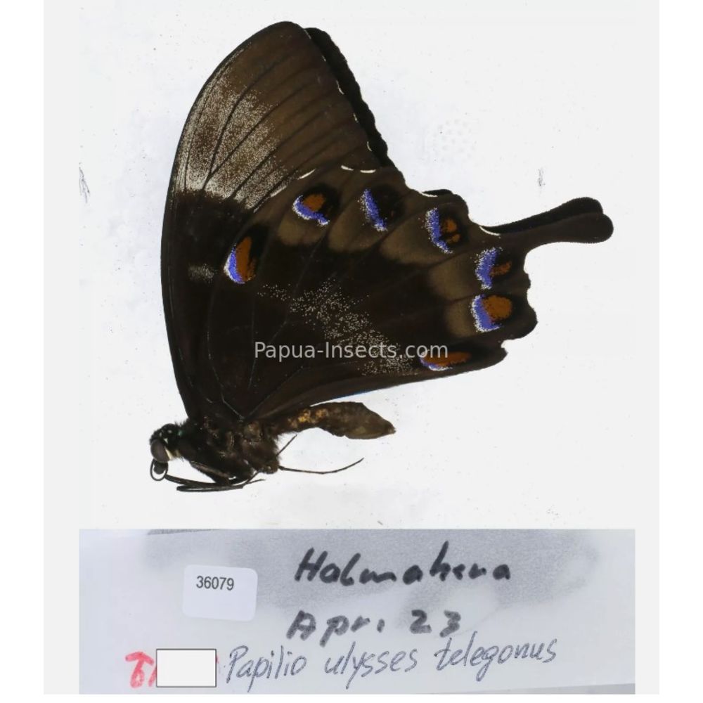 Papilio sp. Papilionidae from different islads of Indonesia