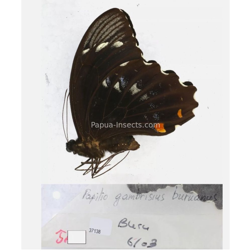 Papilio sp. Papilionidae from different islads of Indonesia