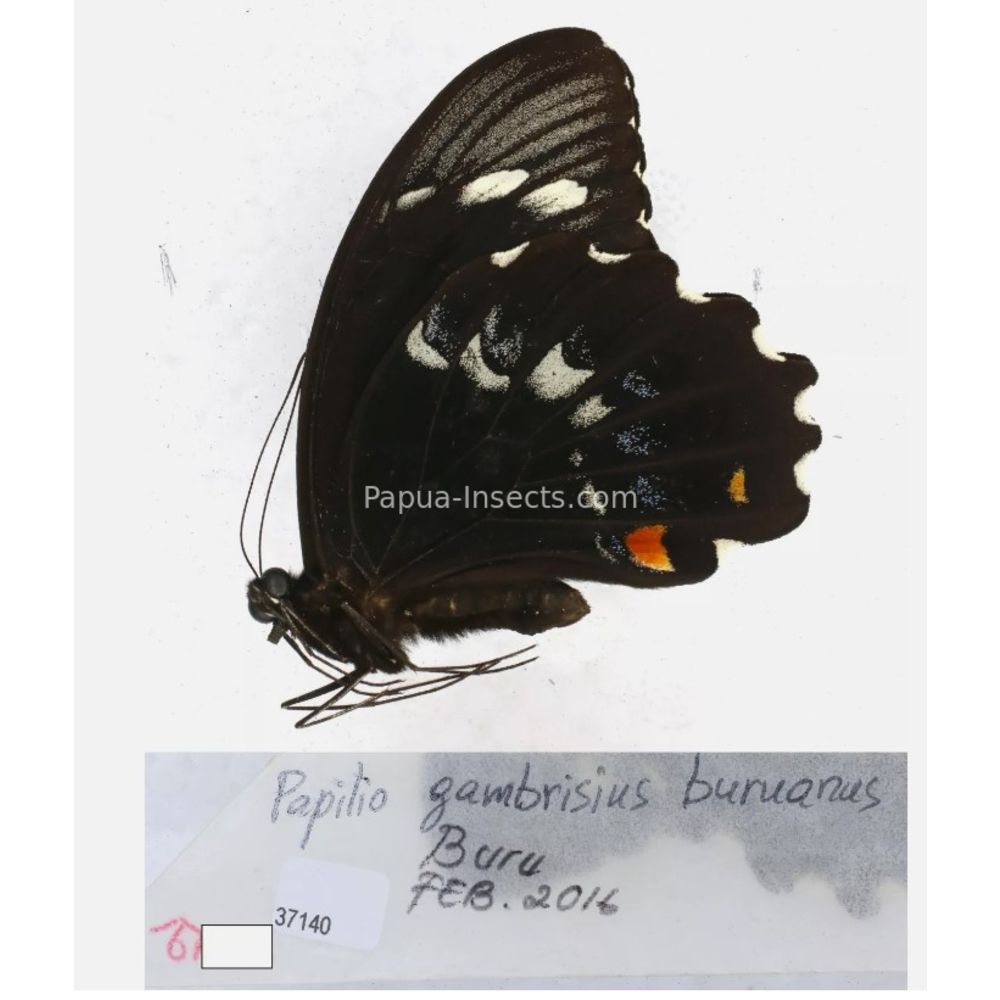 Papilio sp. Papilionidae from different islads of Indonesia