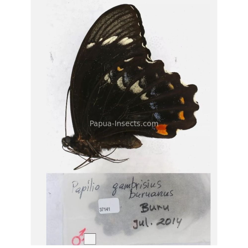 Papilio sp. Papilionidae from different islads of Indonesia