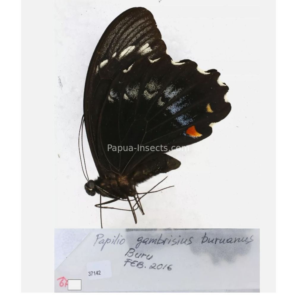 Papilio sp. Papilionidae from different islads of Indonesia