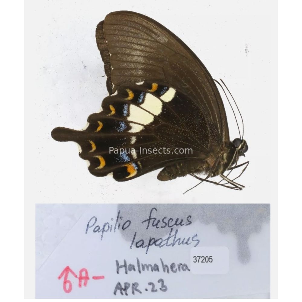 Papilio sp. Papilionidae from different islads of Indonesia