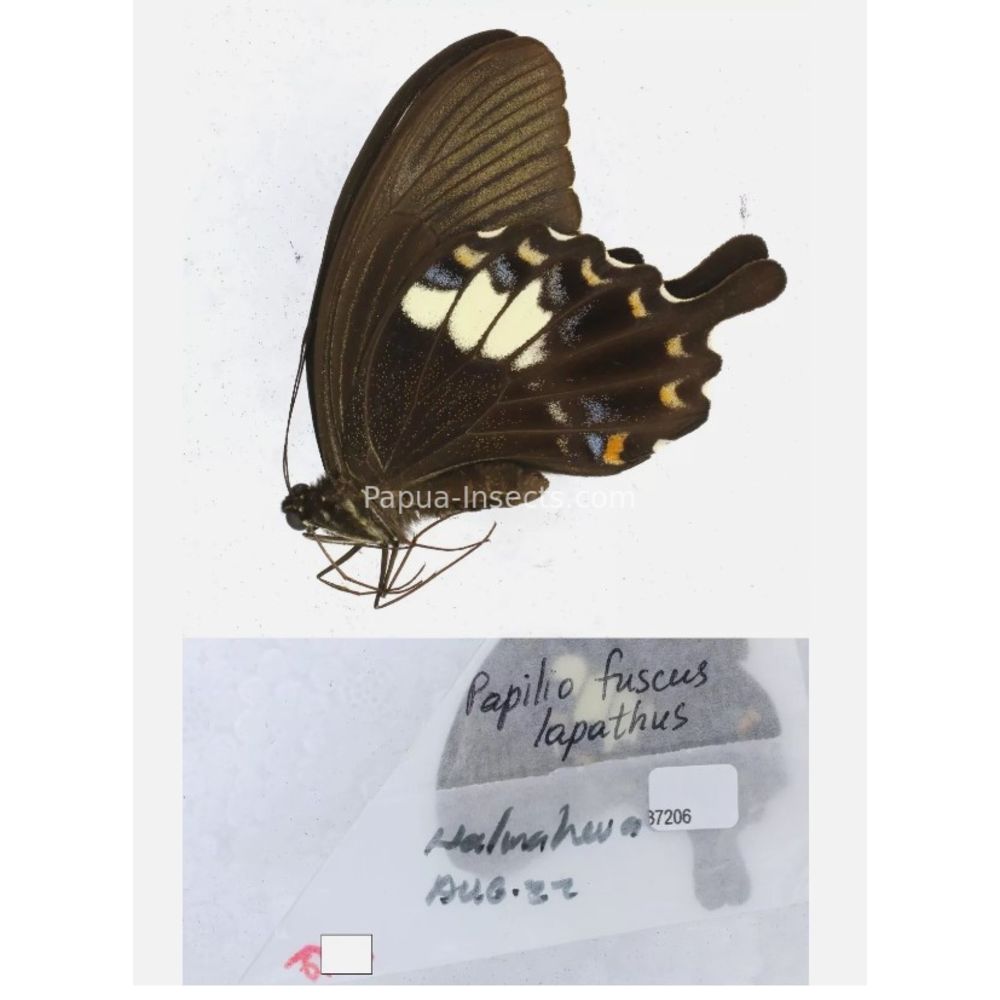 Papilio sp. Papilionidae from different islads of Indonesia