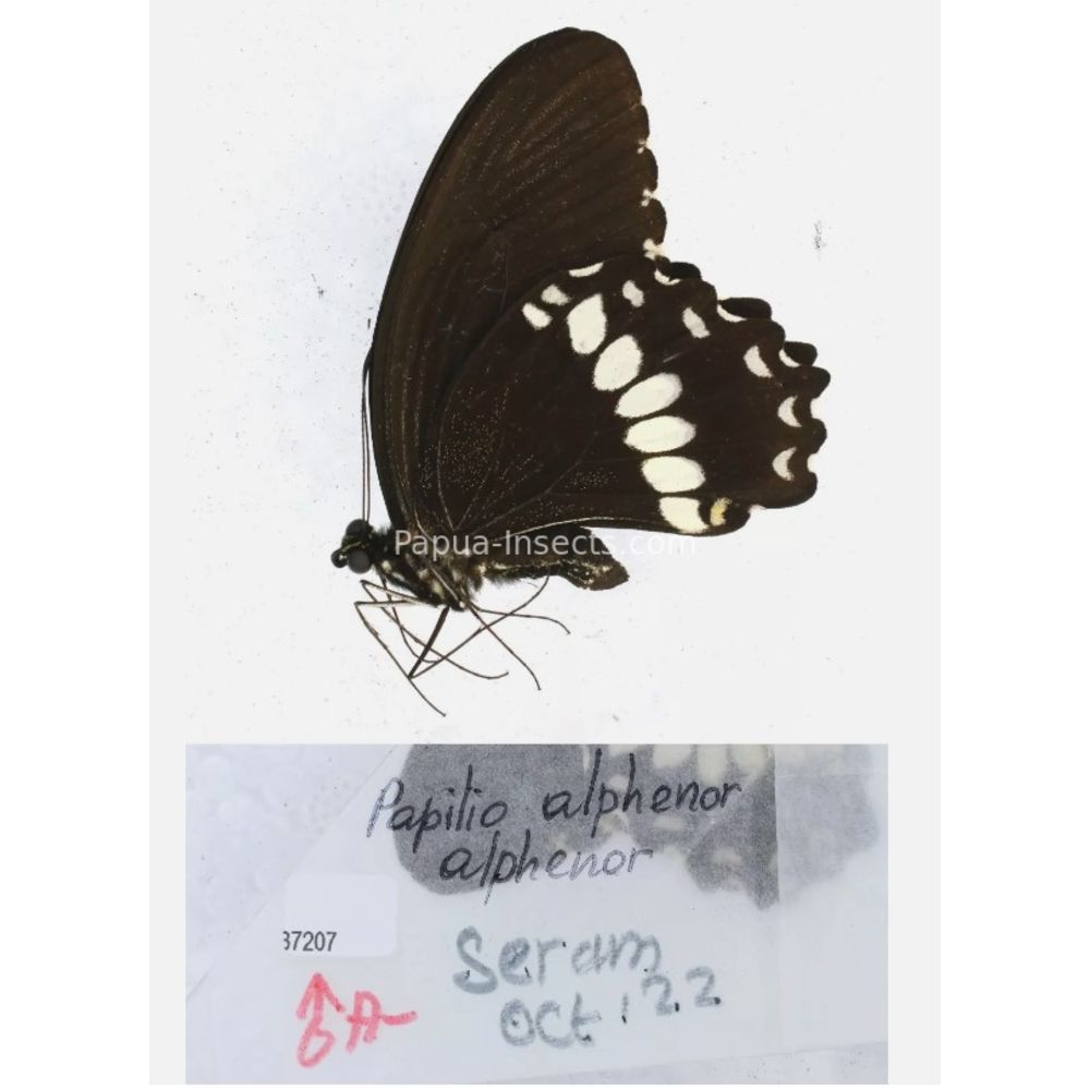 Papilio sp. Papilionidae from different islads of Indonesia