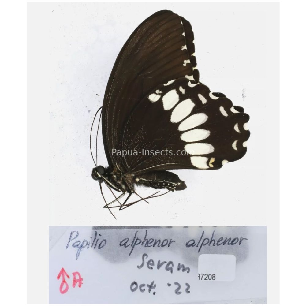 Papilio sp. Papilionidae from different islads of Indonesia