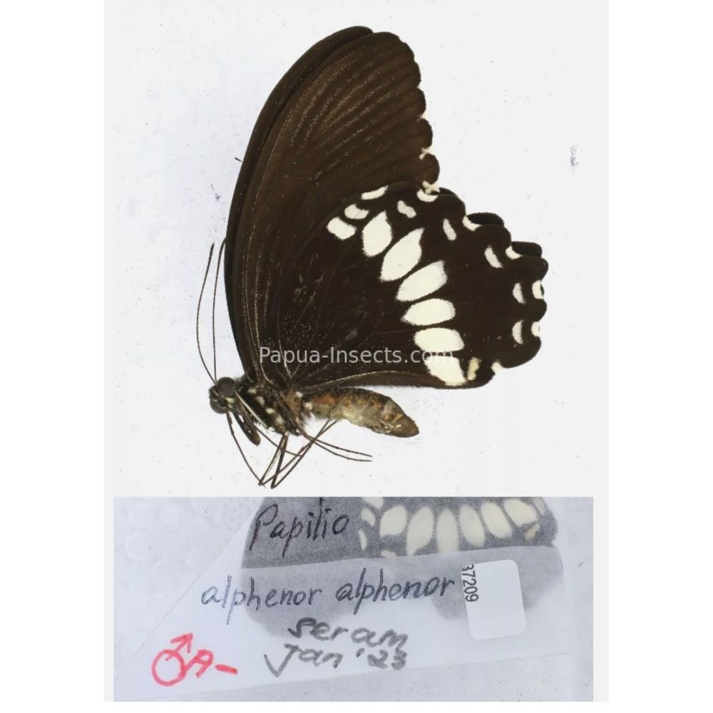 Papilio sp. Papilionidae from different islads of Indonesia