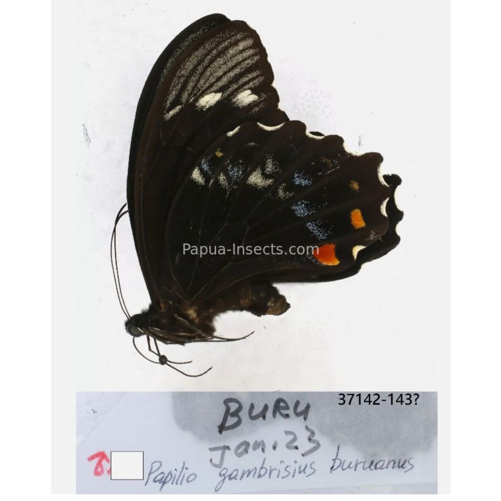 Papilio sp. Papilionidae from different islads of Indonesia