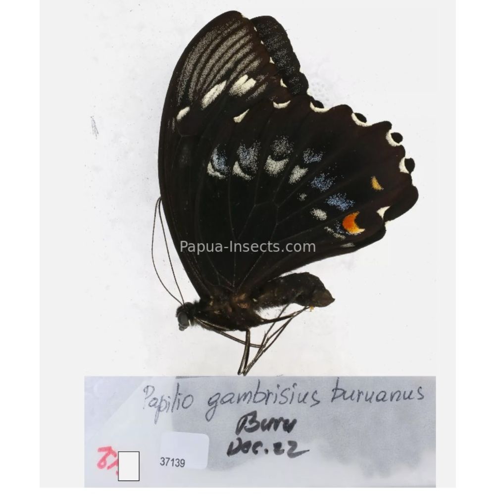 Papilio sp. Papilionidae from different islads of Indonesia