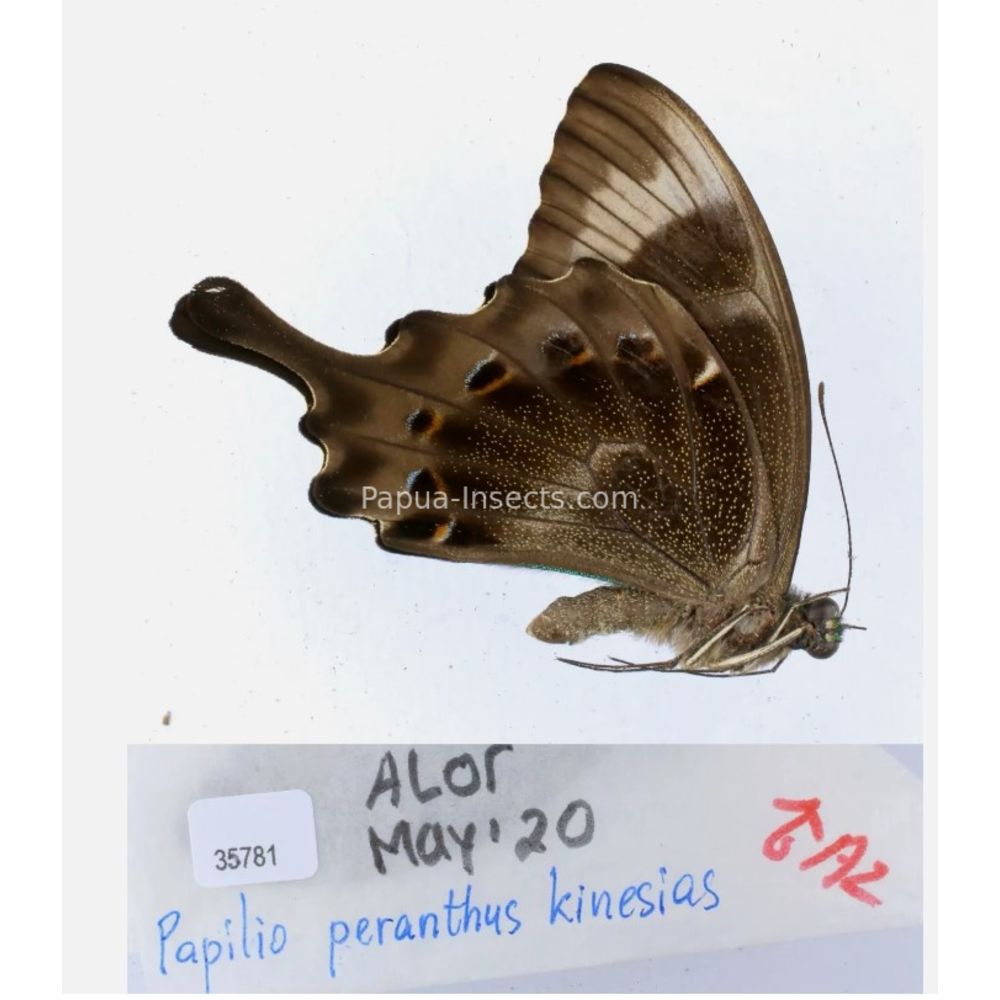 Papilio sp. Papilionidae from different islads of Indonesia