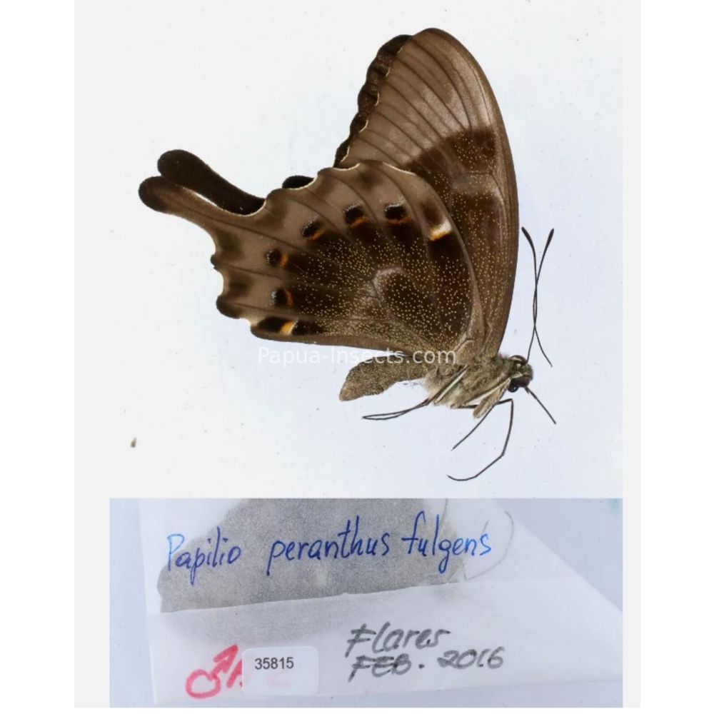 Papilio sp. Papilionidae from different islads of Indonesia