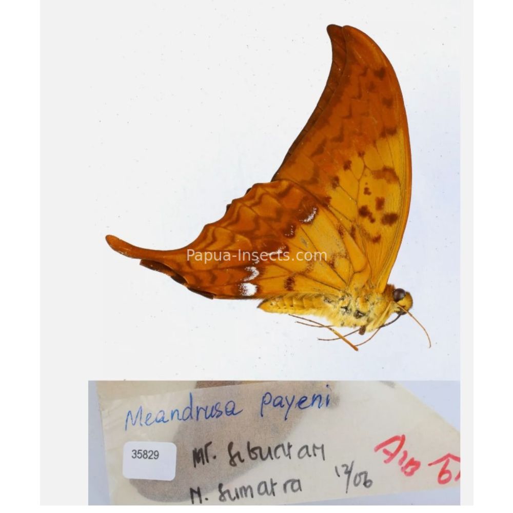 Meandrusa sp. Papilionidae from different islads of Indonesia