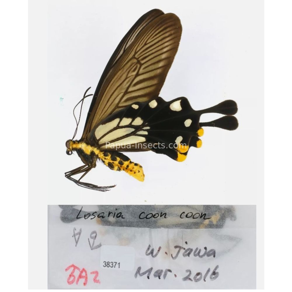 Losaria sp. Papilionidae from different islads of Indonesia