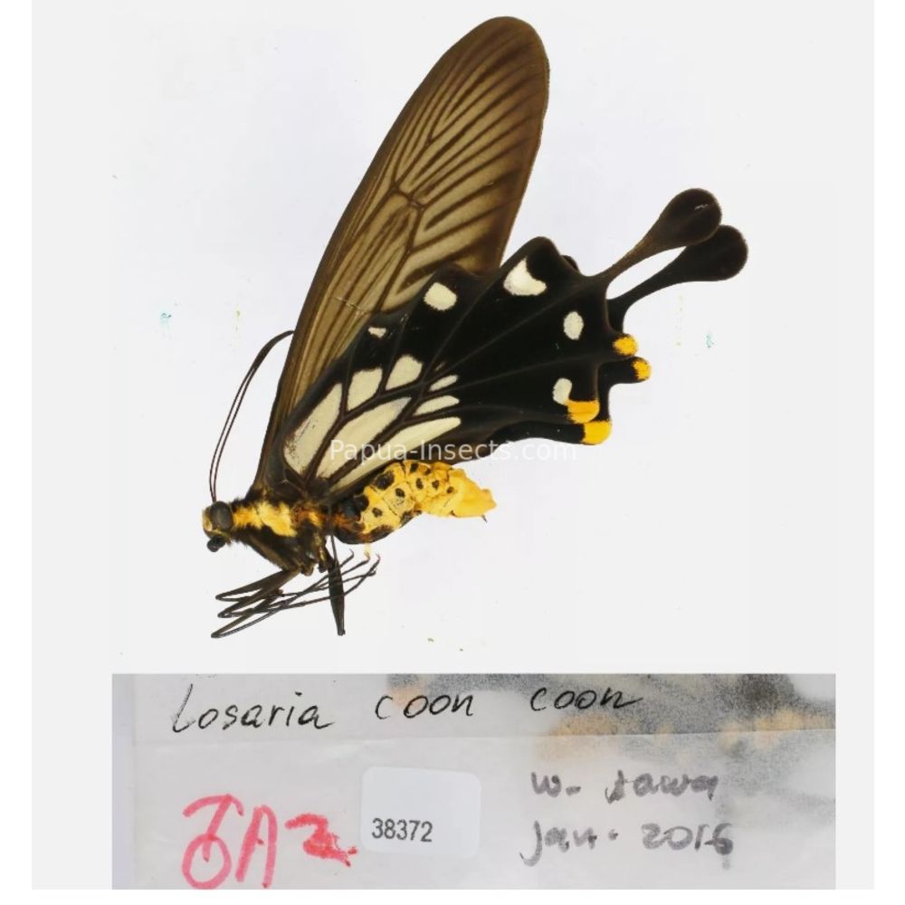 Losaria sp. Papilionidae from different islads of Indonesia