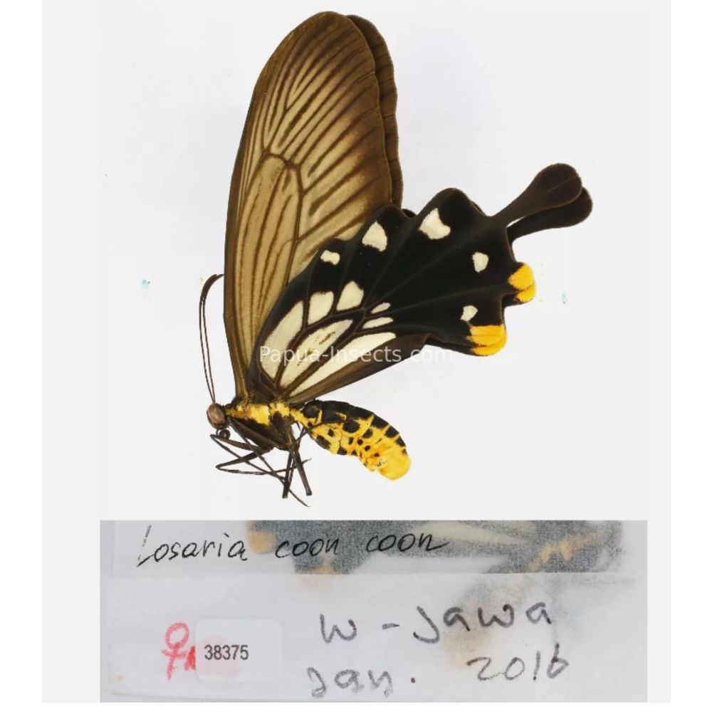 Losaria sp. Papilionidae from different islads of Indonesia