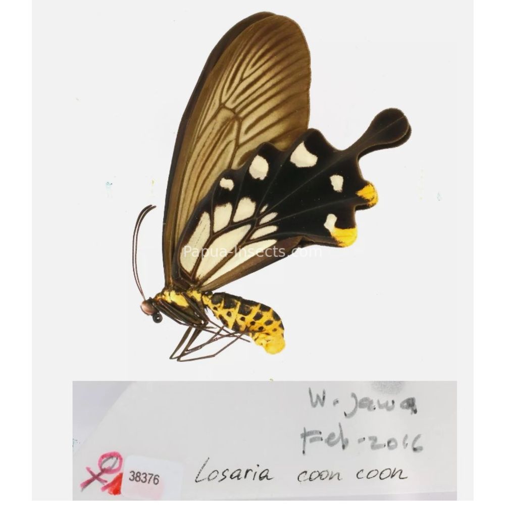 Losaria sp. Papilionidae from different islads of Indonesia