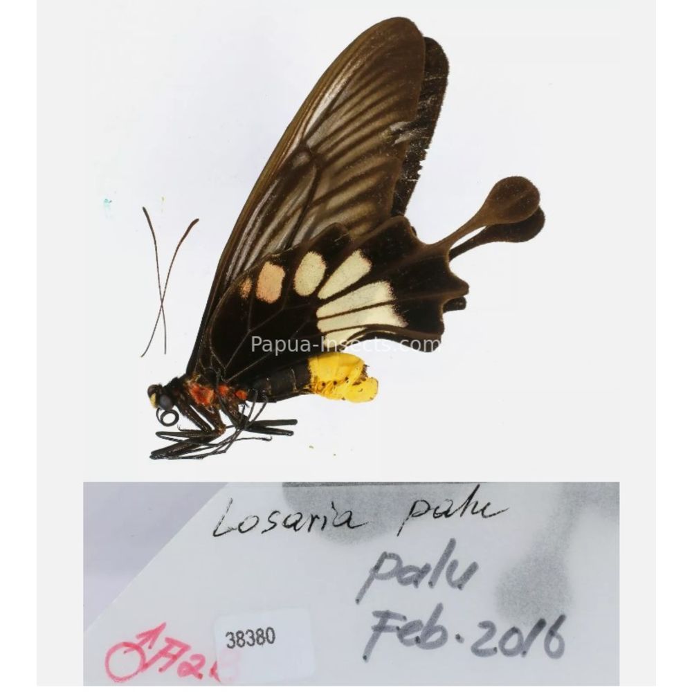 Losaria sp. Papilionidae from different islads of Indonesia