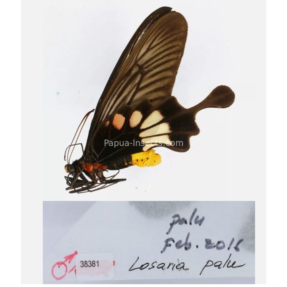 Losaria sp. Papilionidae from different islads of Indonesia