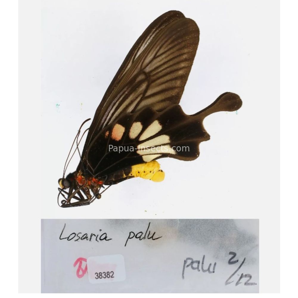 Losaria sp. Papilionidae from different islads of Indonesia