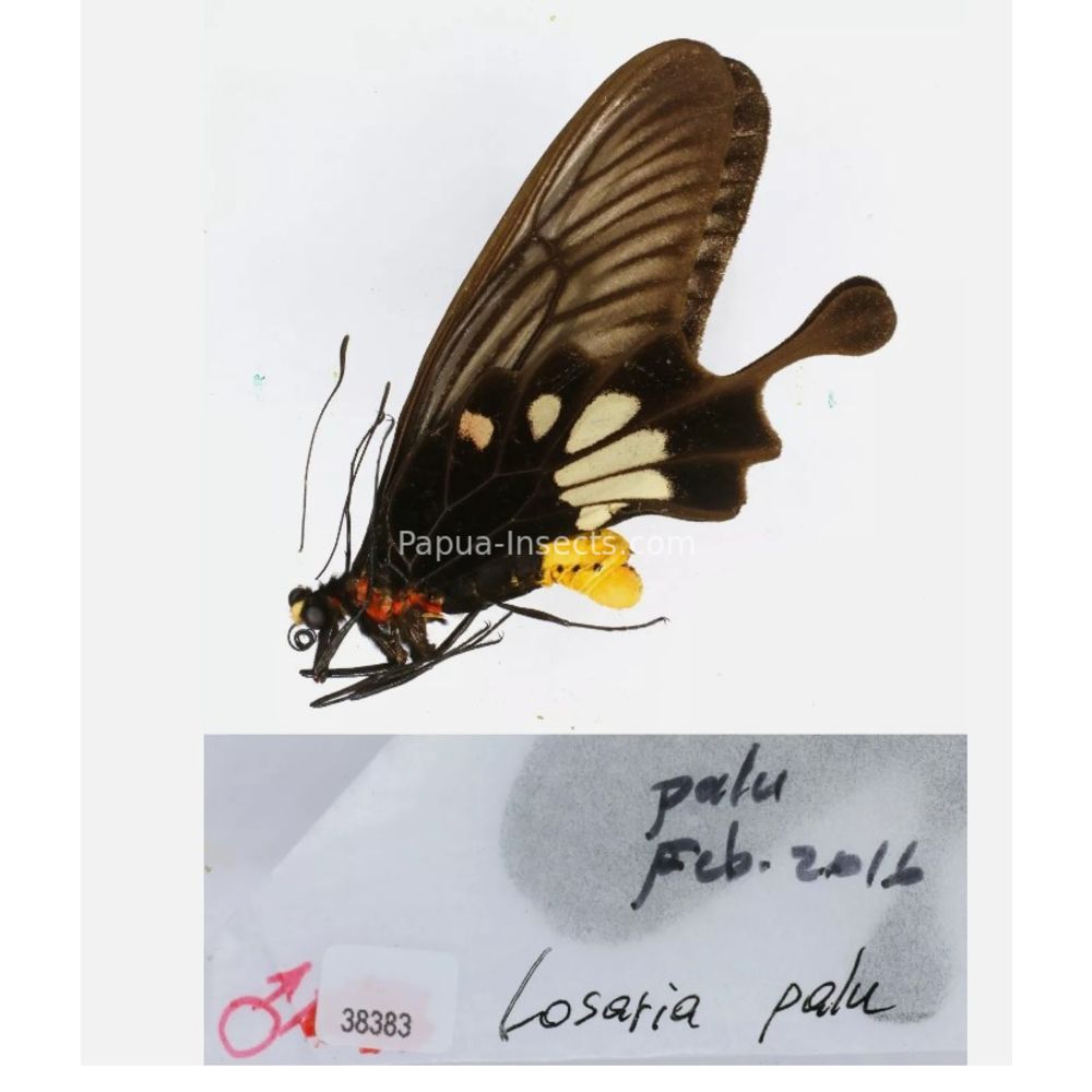 Losaria sp. Papilionidae from different islads of Indonesia