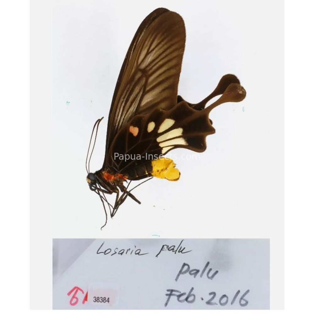 Losaria sp. Papilionidae from different islads of Indonesia