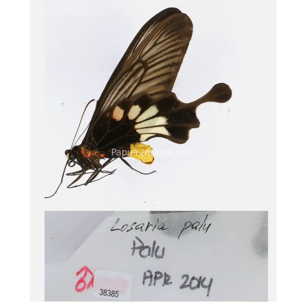 Losaria sp. Papilionidae from different islads of Indonesia