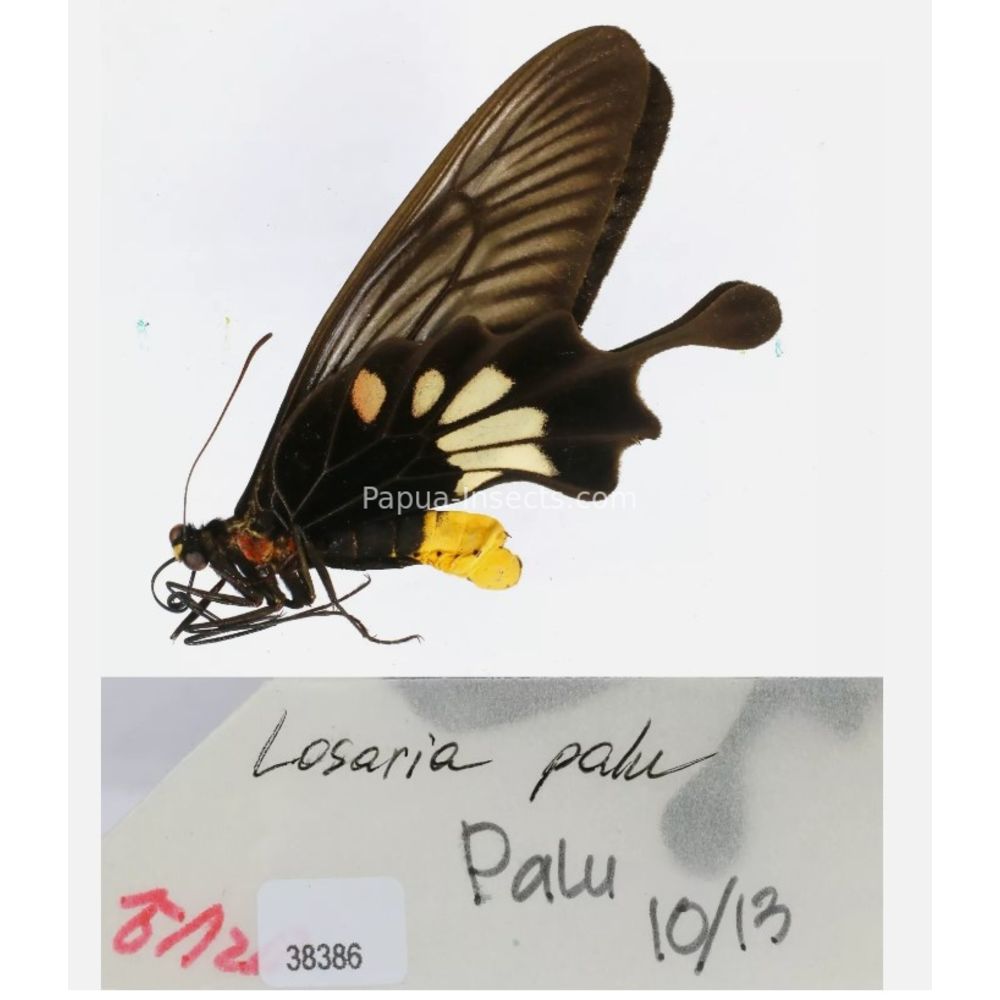 Losaria sp. Papilionidae from different islads of Indonesia