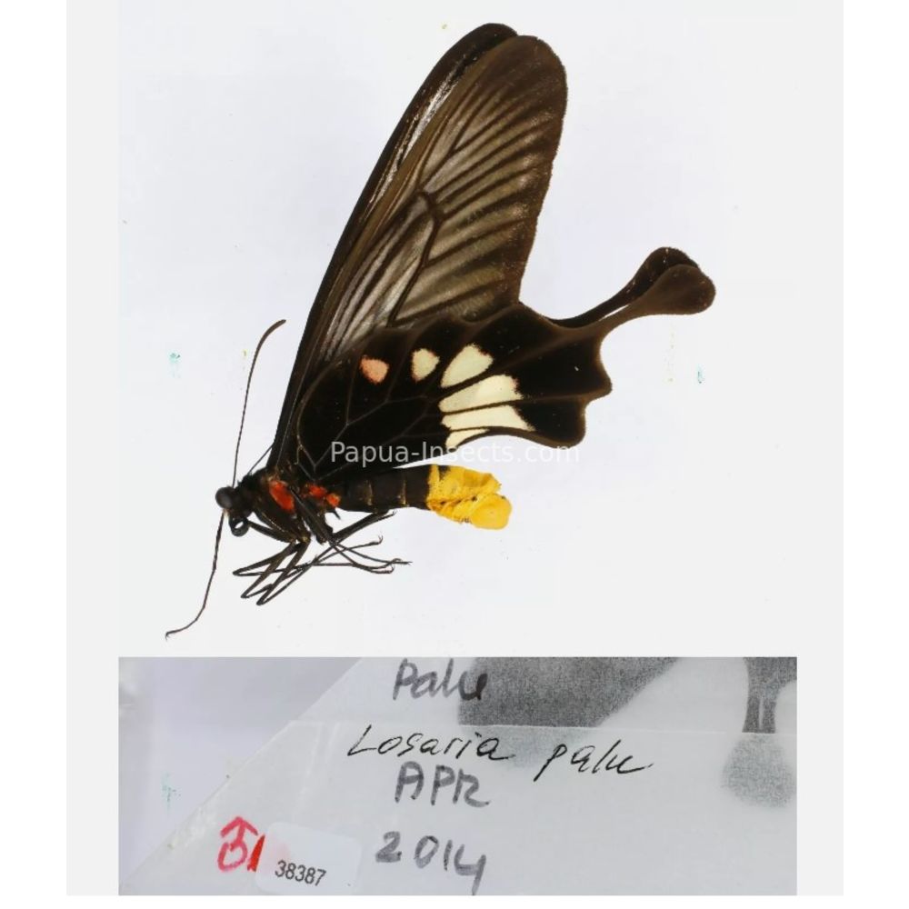 Losaria sp. Papilionidae from different islads of Indonesia