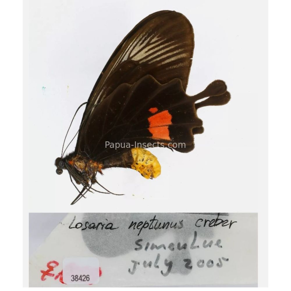 Losaria sp. Papilionidae from different islads of Indonesia