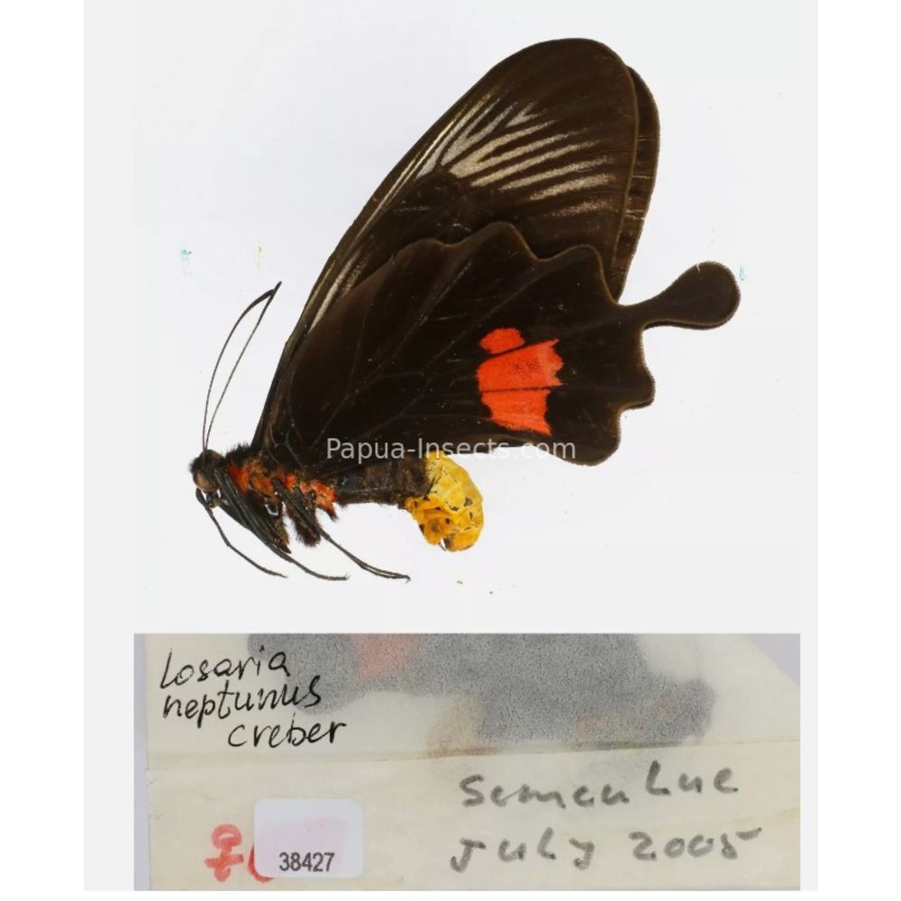 Losaria sp. Papilionidae from different islads of Indonesia