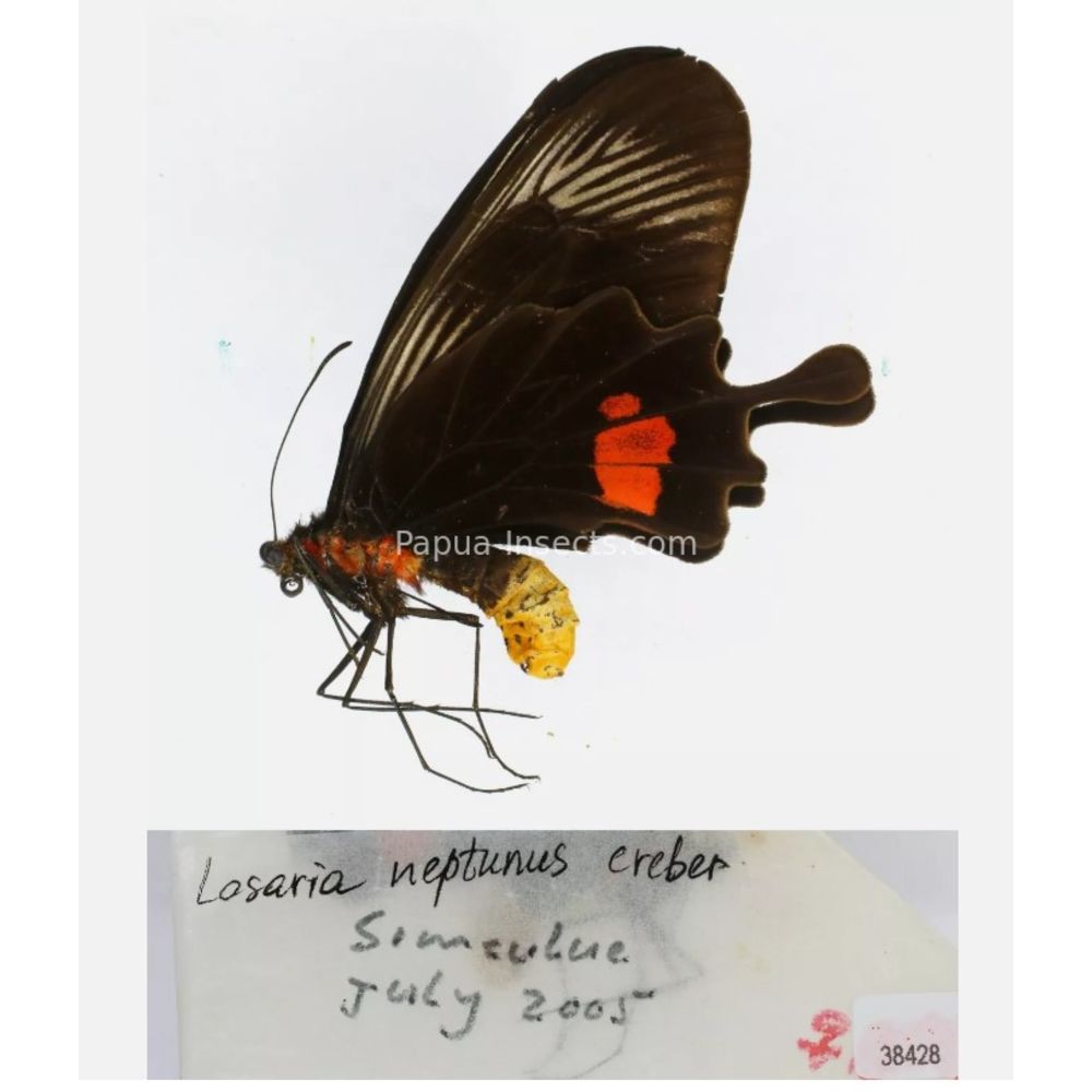 Losaria sp. Papilionidae from different islads of Indonesia