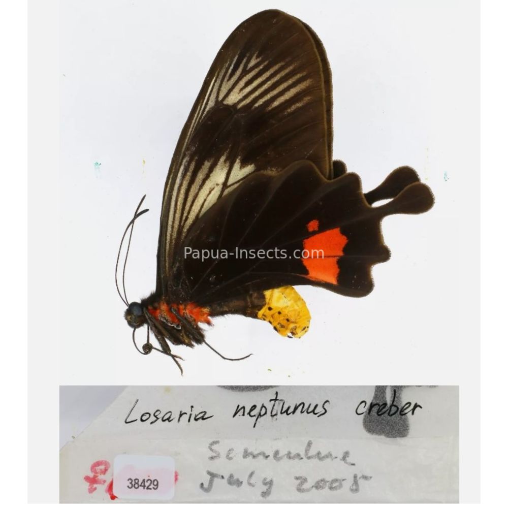 Losaria sp. Papilionidae from different islads of Indonesia