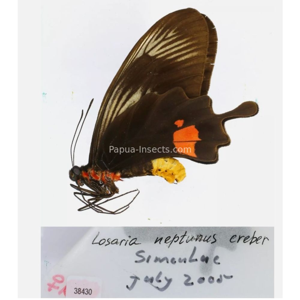 Losaria sp. Papilionidae from different islads of Indonesia